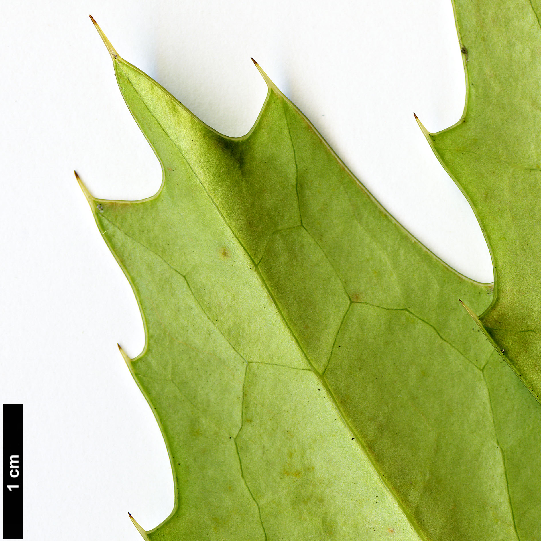 High resolution image: Family: Berberidaceae - Genus: Mahonia - Taxon: Ogisu 225